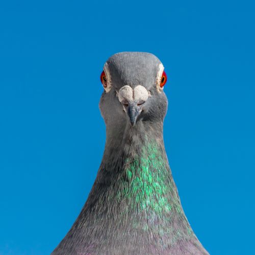 holub_profil